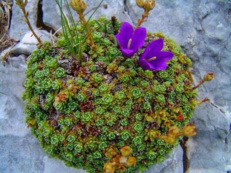 cvijet iz kamena1